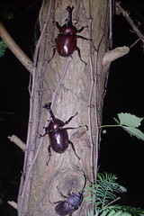 Trypoxylus dichotomus tsunobosonis