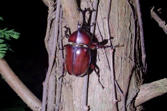 Trypoxylus dichotomus tsunobosonis