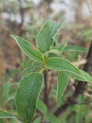 Cistus laurifolius