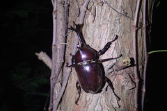 Trypoxylus dichotomus tsunobosonis