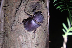 Trypoxylus dichotomus tsunobosonis