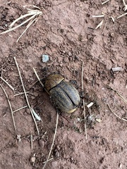 Phyllophaga lanceolata