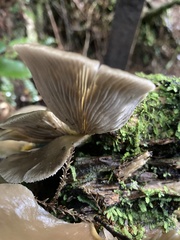 Pleurotus purpureo-olivaceus