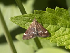 Pyrausta nicalis