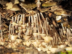 Mycena amicta