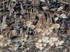 Mycena amicta