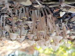 Mycena amicta