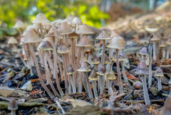 Mycena amicta