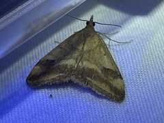 Pyrausta semirubralis