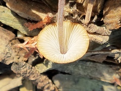 Mycena amicta