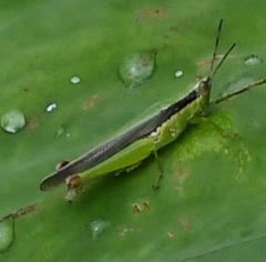 Gesonula punctifrons