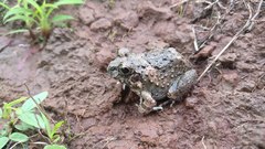 Sphaerotheca maskeyi