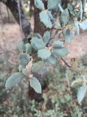 Quercus rotundifolia