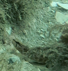 Ulvaria subbifurcata