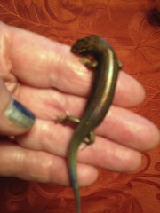 Plestiodon obsoletus