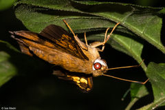 Nascus phocus