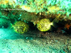 Cleidopus gloriamaris