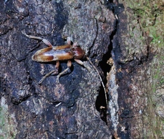 Trichoferus pallidus
