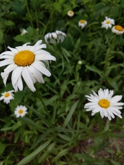 Leucanthemum × superbum