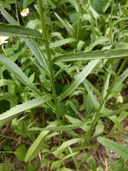 Leucanthemum × superbum