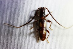 Heterachthes quadrimaculatus