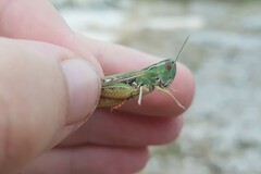 Stenobothrus fischeri