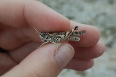 Dociostaurus maroccanus