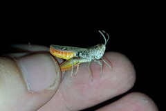Stenobothrus fischeri