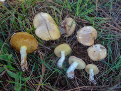 Suillus pseudobrevipes