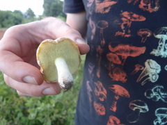 Suillus pseudobrevipes