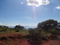 Suillus pseudobrevipes