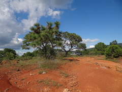 Suillus pseudobrevipes