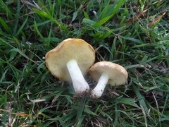 Suillus pseudobrevipes