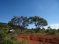 Suillus pseudobrevipes
