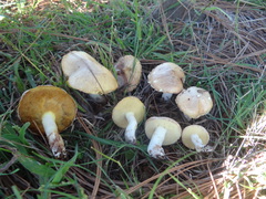 Suillus pseudobrevipes