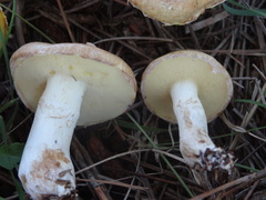 Suillus pseudobrevipes