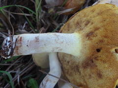 Suillus pseudobrevipes
