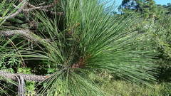 Suillus pseudobrevipes