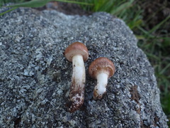 Suillus pseudobrevipes