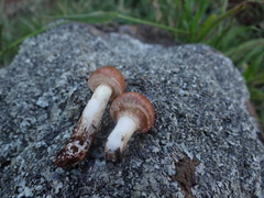 Suillus pseudobrevipes