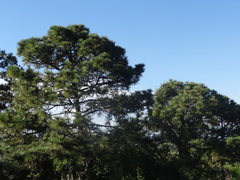 Suillus pseudobrevipes