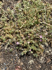 Spergularia rubra
