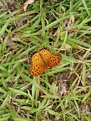 Argynnis hyperbius hyperbius