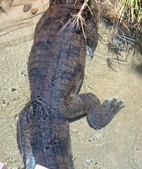Crocodylidae