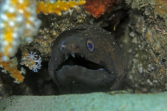 Gymnothorax prionodon