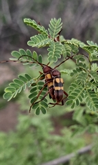 Aethecerinus latecinctus