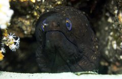 Gymnothorax prionodon