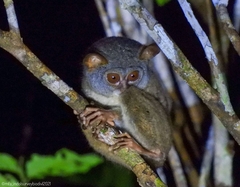 Sangihe Tarsier photo 2