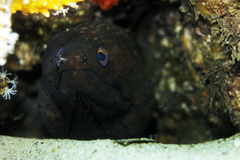 Gymnothorax prionodon