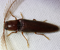 Dicrepidius palmatus